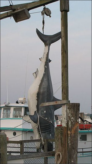 20120518-great white Montauk shark.jpg